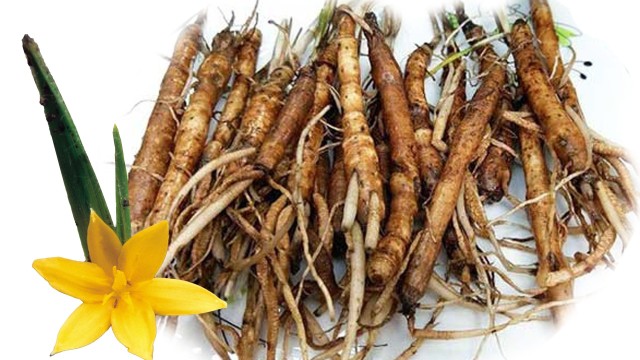 Cây sâm cau rừng: Dược liệu truyền thống được nghiên cứu với các lợi ích cho sức khỏe