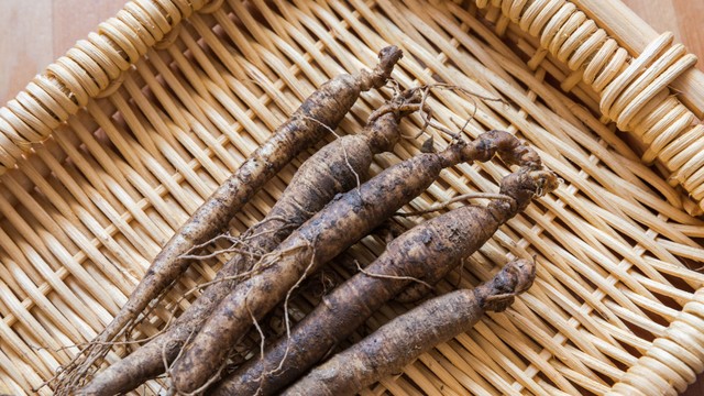 bai-viet/cay-sam-dat-co-may-loai-cong-dung-dac-biet-cua-tung-loai-sam-dat.html