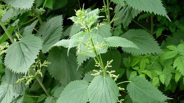 bai-viet/cay-tam-ma-va-cong-dung-chua-benh-doi-voi-suc-khoe-69392.html