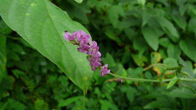 bai-viet/cay-thoc-lep-la-cay-gi-cong-dung-cach-dung-va-luu-y-khi-su-dung.html