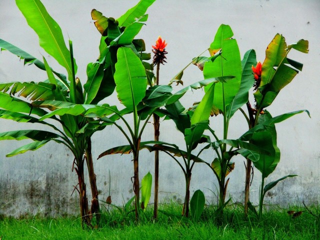 bai-viet/cay-thuoc-tri-tieu-duong-huu-hieu-21429.html