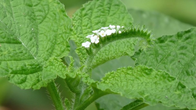 bai-viet/cay-voi-voi-co-uong-duoc-khong-luu-y-khi-dung-cay-voi-voi.html