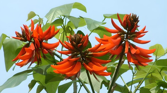 bai-viet/cay-vong-nem-co-tac-dung-gi-61090.html