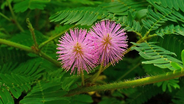 bai-viet/cay-xau-ho-chua-benh-gi-cac-bo-phan-dung-chua-benh-cua-cay-xau-ho.html