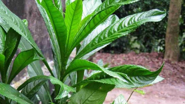 bai-viet/cay-xuong-song-va-nhung-tac-dung-khong-ngo-69610.html