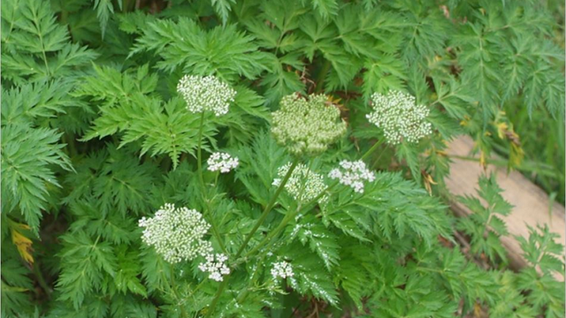 bai-viet/cay-xuyen-khung-la-gi-xuyen-khung-co-tac-dung-gi.html