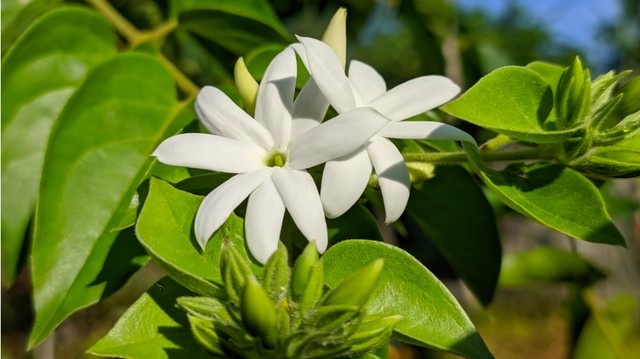 bai-viet/che-vang-co-tac-dung-gi-nhung-tac-hai-can-luu-y.html