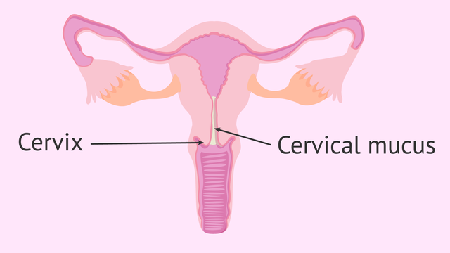 bai-viet/chieu-dai-co-tu-cung-va-nhung-anh-huong-trong-suot-thoi-gian-thai-ky-71488.html