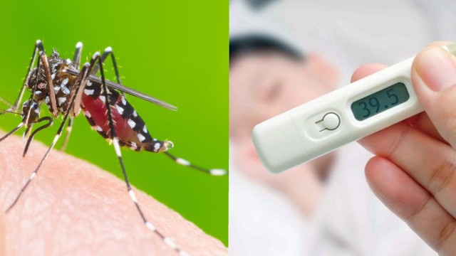 bai-viet/chu-ky-cua-sot-xuat-huyet-dien-ra-nhu-the-nao-cach-dieu-tri-va-phong-ngua.html