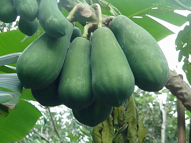 bai-viet/chua-gut-bang-du-du-16407.html