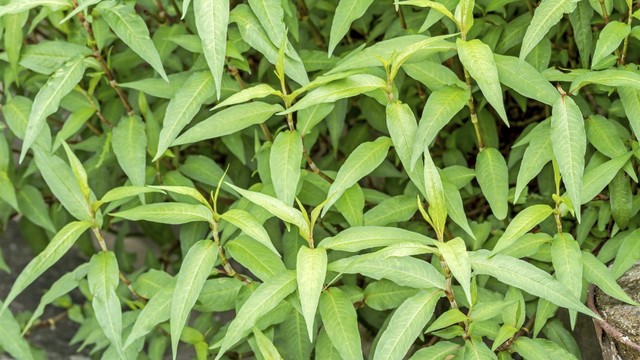 bai-viet/chua-to-dia-bang-rau-ram-nhu-the-nao-54942.html