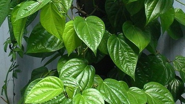 bai-viet/chua-viem-da-co-dia-bang-la-trau-khong-co-that-su-hieu-qua-58695.html