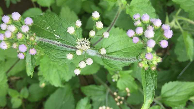 bai-viet/cach-chua-viem-xoang-bang-cay-hoa-ngu-sac-62192.html