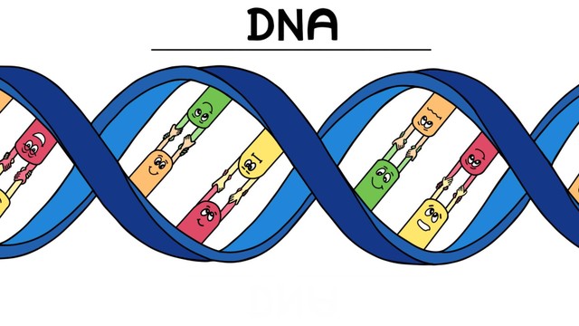bai-viet/chuc-nang-cua-adn-va-nhung-ung-dung-quan-trong-trong-doi-song.html