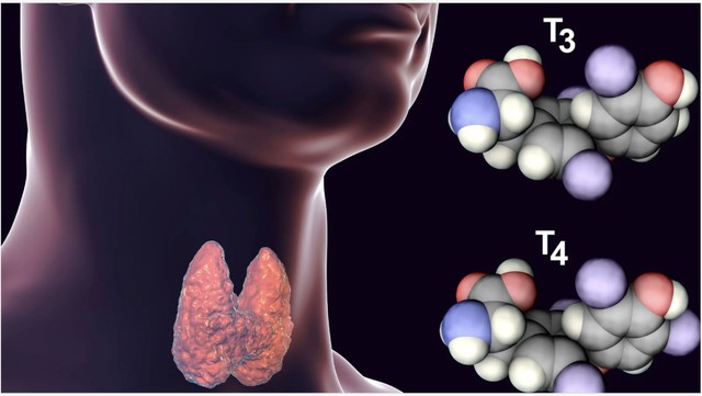 bai-viet/co-che-hinh-thanh-benh-viem-tuyen-giap-la-gi-chan-doan-va-dieu-tri-benh-viem-tuyen-giap.html