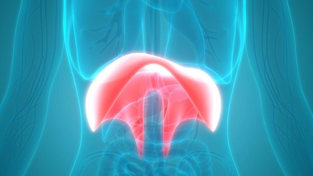 bai-viet/co-hoanh-nam-o-dau-co-tac-dung-gi-va-cach-de-bao-ve-co-hoanh.html