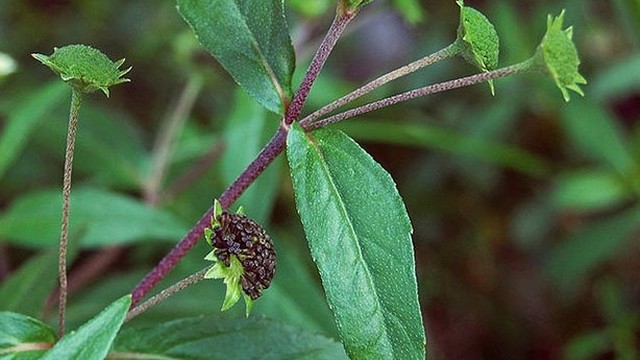 bai-viet/cach-dung-co-muc-tri-ho-hieu-qua-co-the-ban-chua-biet.html