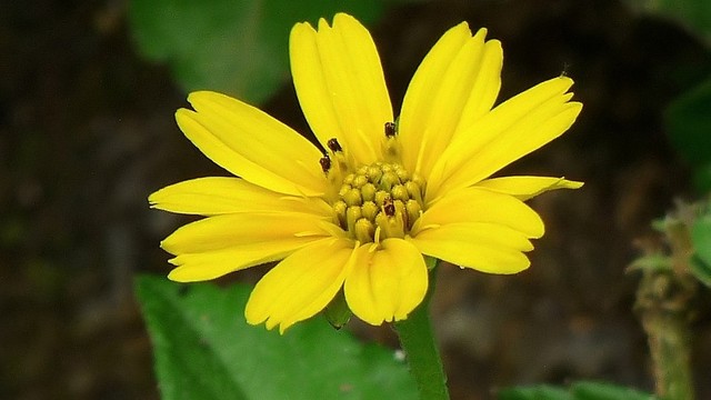 bai-viet/co-that-su-cay-sai-dat-chua-ho-van-tim-duoc-khong.html