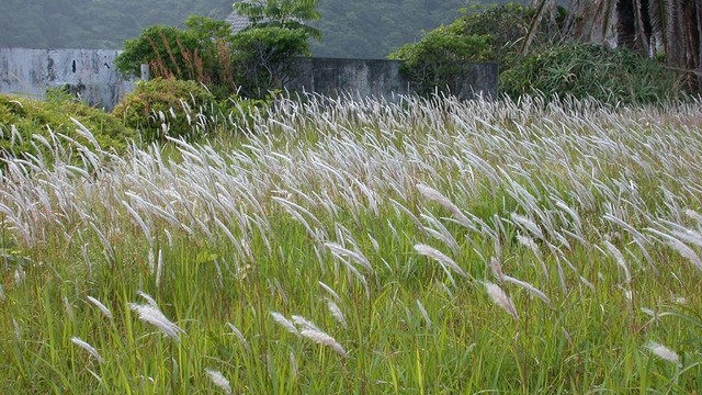 Cỏ tranh: Dược liệu truyền thống với lợi ích cho sức khỏe