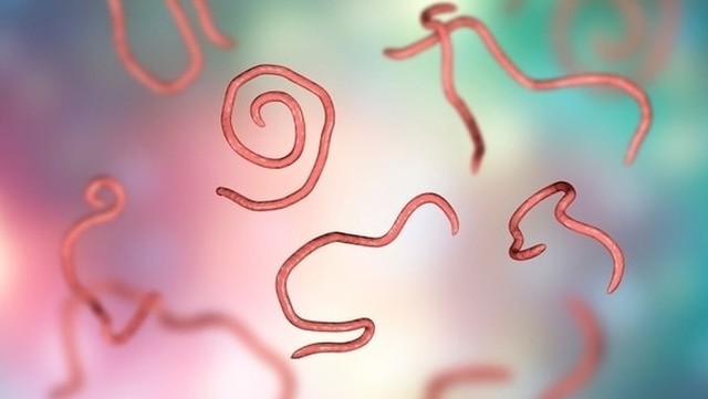 bai-viet/con-giun-do-trong-nuoc-co-hai-khong.html