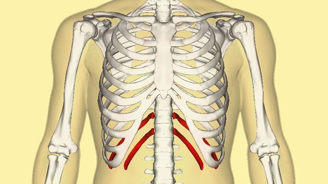 bai-viet/con-nguoi-co-bao-nhieu-xuong-suon.html