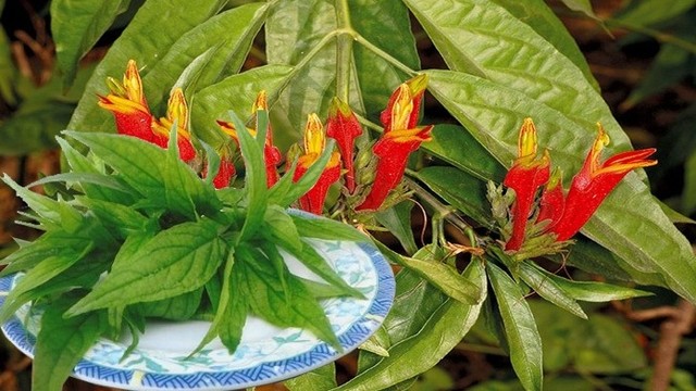 bai-viet/cong-dung-chua-benh-cua-cay-xuong-khi-68530.html