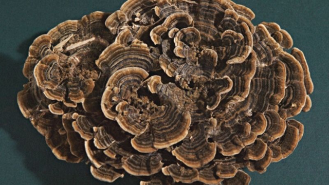 bai-viet/cong-dung-cua-nam-van-chi-tot-cho-suc-khoe-67766.html