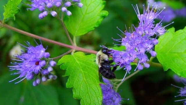 bai-viet/cong-dung-it-ai-biet-cua-cu-bac-ha-nui.html