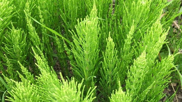 bai-viet/cong-dung-tuyet-voi-cua-co-duoi-ngua-ma-ban-nen-biet-60359.html