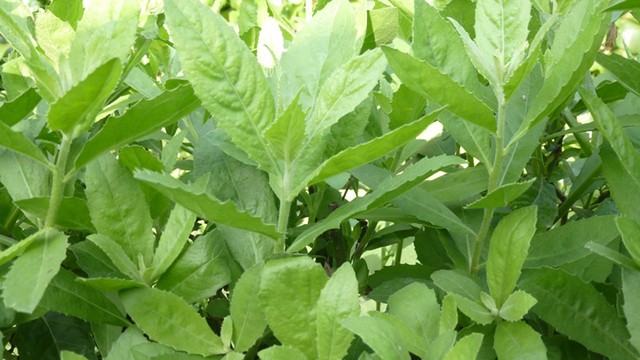 bai-viet/cong-dung-tuyet-voi-cua-la-tu-bi-chua-soi-than-it-ai-biet-43790.html