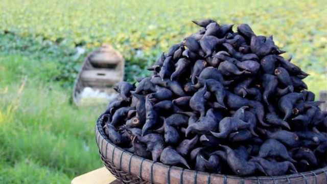 bai-viet/cu-au-co-tac-dung-gi-thanh-phan-dinh-duong-cua-cu-au.html