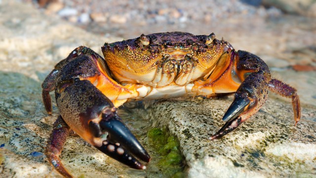 bai-viet/cua-da-bien-co-an-duoc-khong-nhung-luu-y-khi-an-cua-bien.html