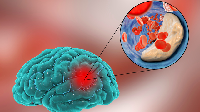 bai-viet/cuc-mau-dong-trong-nao-duoc-hinh-thanh-do-dau.html