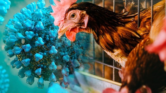 bai-viet/cum-ga-nguyen-nhan-trieu-chung-va-cach-phong-ngua-hieu-qua-71366.html