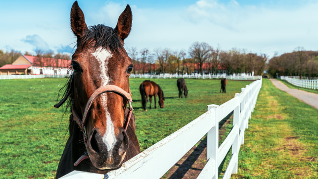 bai-viet/cum-gia-cam-h5-n1-lay-lan-sang-ngua-lam-day-len-lo-ngai-ve-cac-chung-vi-rut-moi.html