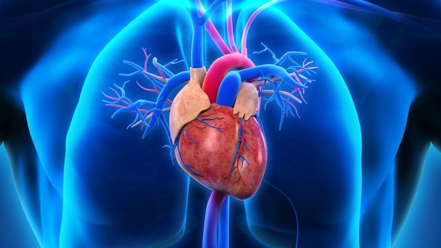 bai-viet/cung-luong-tim-la-gi-cac-yeu-to-anh-huong-den-cung-luong-tim.html