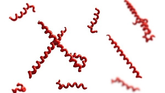 bai-viet/dac-diem-cua-xoan-khuan-giang-mai.html