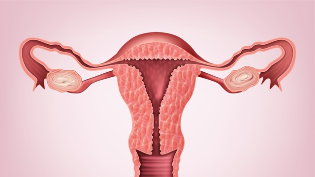 bai-viet/dac-diem-giai-phau-buong-trung-va-mot-so-benh-ly-lien-quan.html