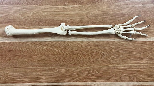 bai-viet/dac-diem-giai-phau-xuong-chi-tren-va-mot-so-chuc-nang-xuong-chi-tren.html