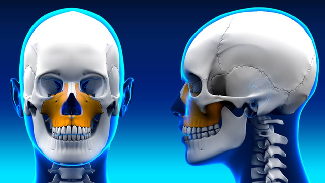 bai-viet/giai-phau-xuong-ham-tren-dac-diem-chuc-nang-va-cac-benh-ly-lien-quan.html