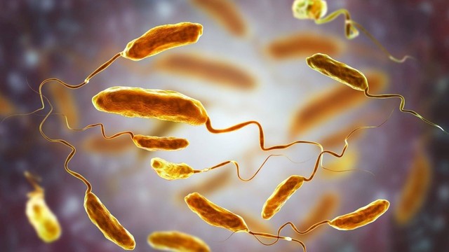 bai-viet/dac-diem-vi-khuan-ta-vibrio-cholerae-lam-the-nao-de-phong-tranh.html