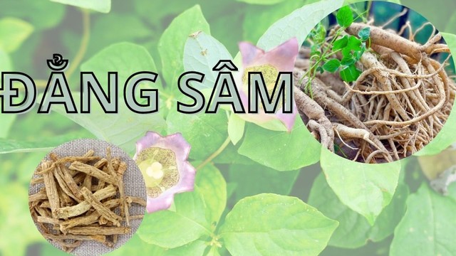 bai-viet/dang-sam-va-nhung-loi-ich-suc-khoe-it-nguoi-biet.html
