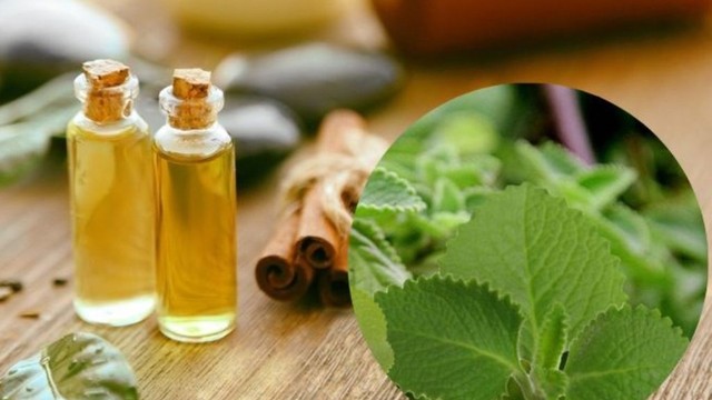 bai-viet/dau-hung-chanh-ho-tro-loi-phe-va-nhung-dieu-nen-biet.html