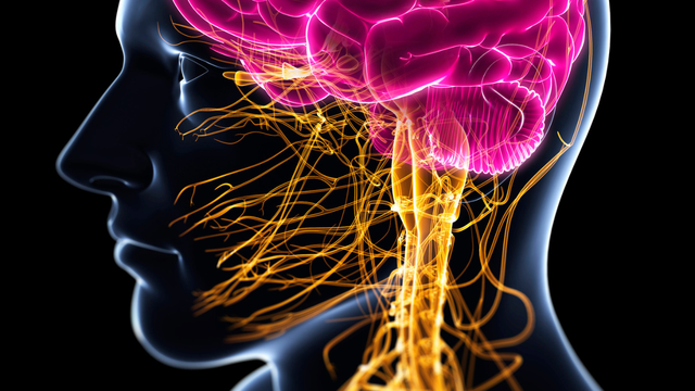 bai-viet/day-than-kinh-phe-vi-giu-vai-tro-gi-doi-voi-suc-khoe-con-nguoi.html