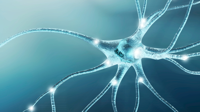 bai-viet/day-than-kinh-so-1-la-gi-chuc-nang-va-vai-tro-trong-co-the.html