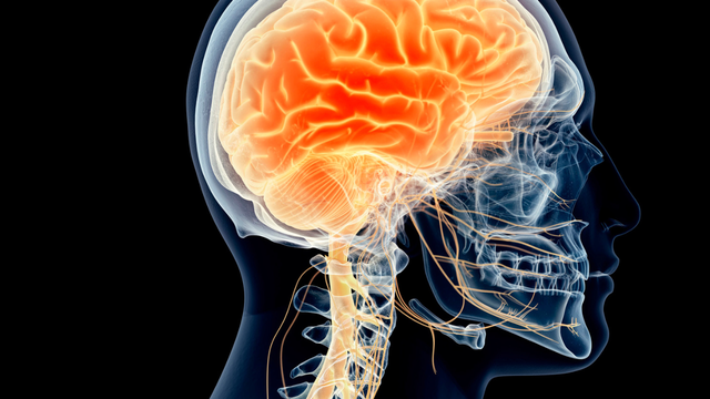 bai-viet/day-than-kinh-so-3-vi-tri-chuc-nang-va-vai-tro.html