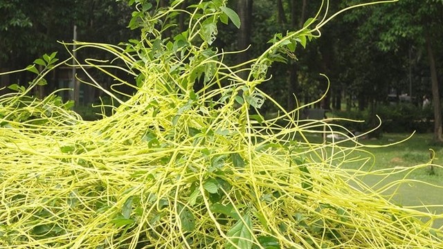 bai-viet/day-to-hong-va-cong-dung-chua-benh-cuc-ky-hieu-nghiem-68845.html