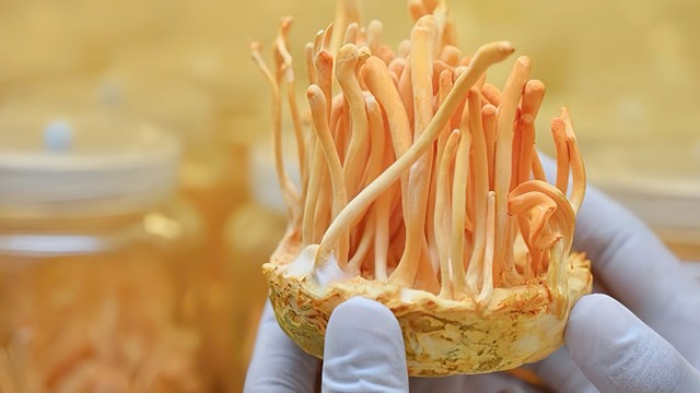 bai-viet/de-dong-trung-ha-thao-la-gi-cong-dung-cua-de-dong-trung-ha-thao.html