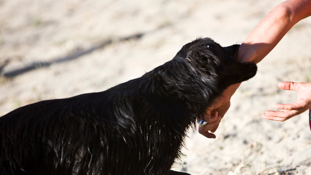 bai-viet/dia-diem-chich-ngua-cho-can-o-can-tho-uy-tin-va-an-toan.html