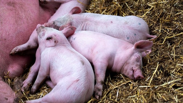 bai-viet/dich-ta-lon-chau-phi-co-lay-sang-nguoi-khong-bien-phap-phong-ngua-dich.html